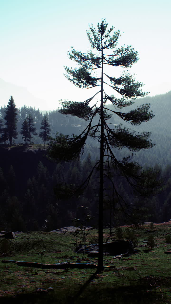 árbol de pino alto en un bosque