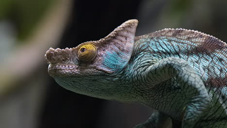 parson chameleon portrati close up