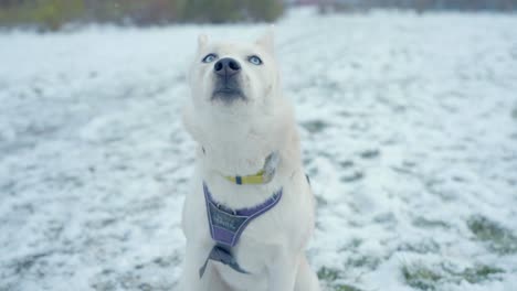 a dog looking up over the husky snow of siberia