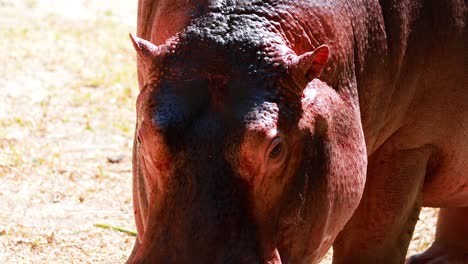 hippopotamus feeding in chonburi zoo enclosure