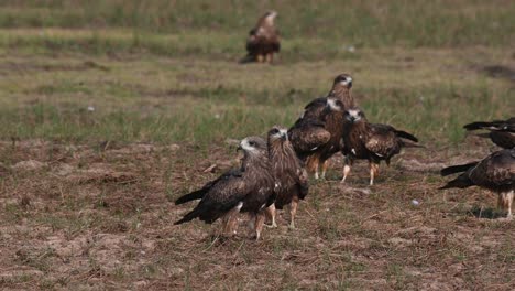 volando para unirse al resto de la bandada, mientras algunos luchan mientras aterrizan, milano de orejas negras milvus lineatus