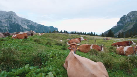 Vacas-Descansando-En-Pastos-En-Las-Montañas