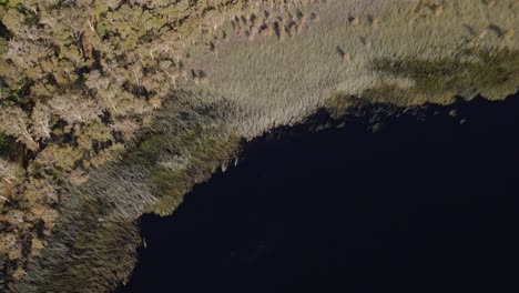 arriba hacia abajo de juncos y arbustos en la orilla del lago bummel - isla de stradbroke del norte, queensland, australia