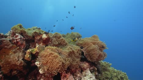 Beautiful-underwater-scene-with-Clown-fish-in-crystal-clear-water-above-a-sea-anemone-on-a-coral-reef-around-the-island-of-Tahiti-in-french-Polynesia