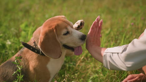 hand view of someone playfully giving beagle handshake while squatting in grassy field under bright sunlight, dog's tongue out, showing excitement and joy