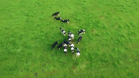 Vacas-En-El-Campo