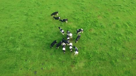 cows in the countryside