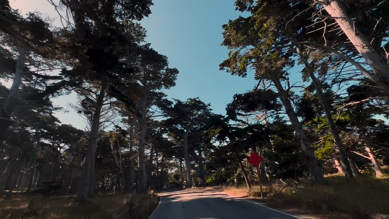 몬테리 사이프러스 숲의 나무는 캘리포니아 해안에서 17 마일 드라이브를 따라