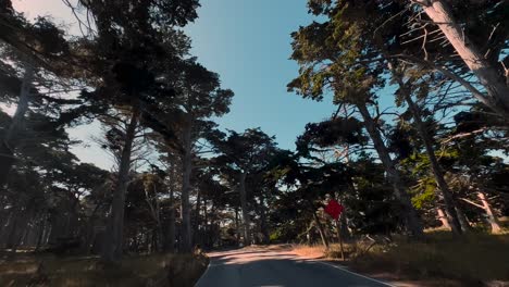 monterey cypress forest tree at california seaside coast along 17-mile drive