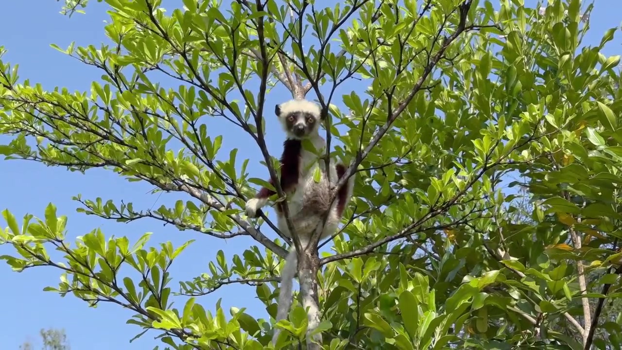 Vídeo engraçado de um sifaka de Coquerel (Propithecus coquereli) comendo folhas, depois pulando de uma árvore para outra. Madagascar