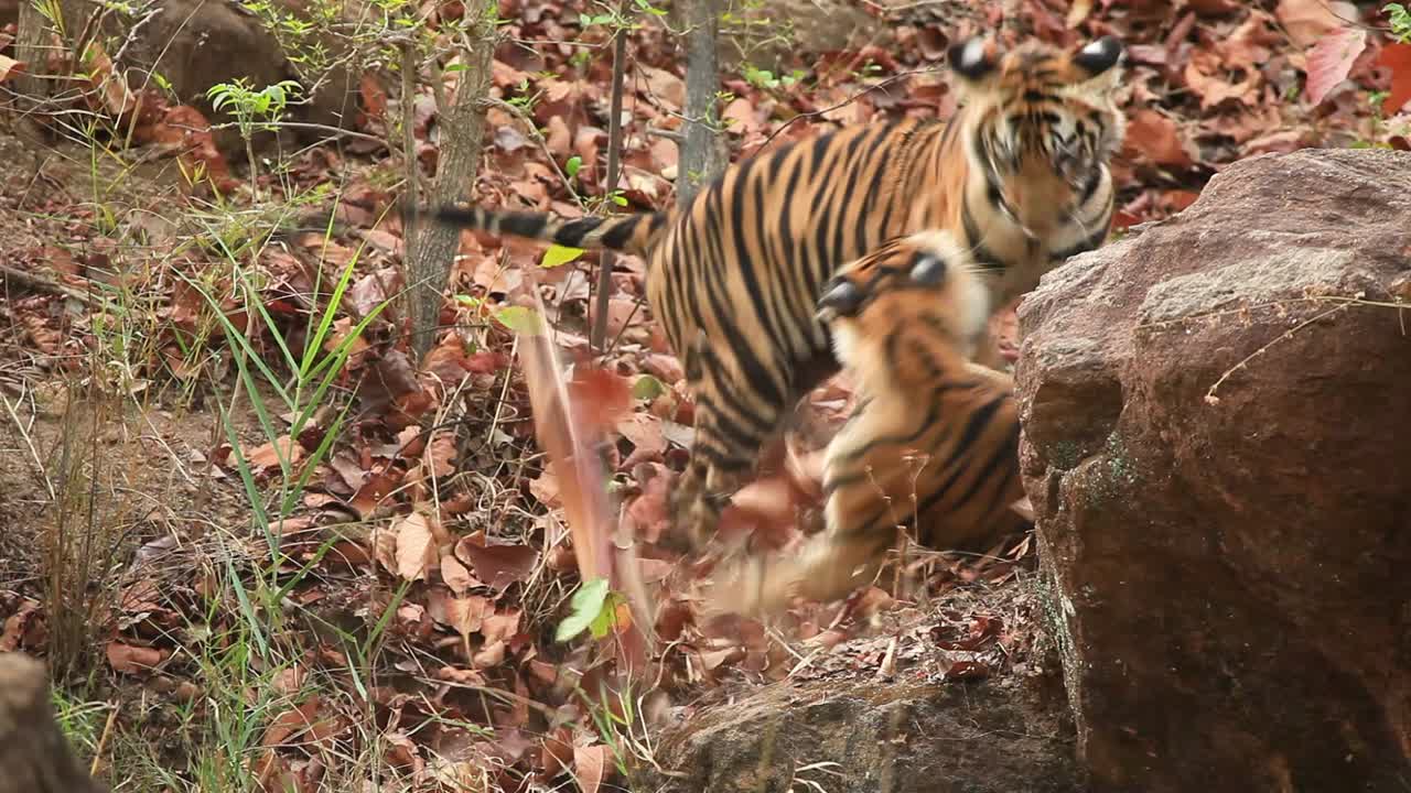 새끼 호랑이 두 마리가 여름 동안 인도 중부 반다브가르 정글의 수역에서 발견한 플라스틱 자루를 가지고 놀고 있습니다.