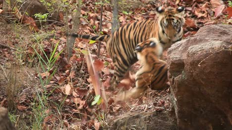 Dos-Cachorros-De-Tigre-Juegan-Con-Un-Saco-De-Plástico-Que-Encontraron-En-Un-Cuerpo-De-Agua-En-La-Jungla-De-Bandhavgarh-En-La-India-Central-Durante-Los-Veranos