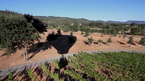 Aerial-shot-taken-from-a-hot-air-balloon-of-the-balloons-shadow-on-a-brightly-lit-Pope-Valley-vineyard-California-1