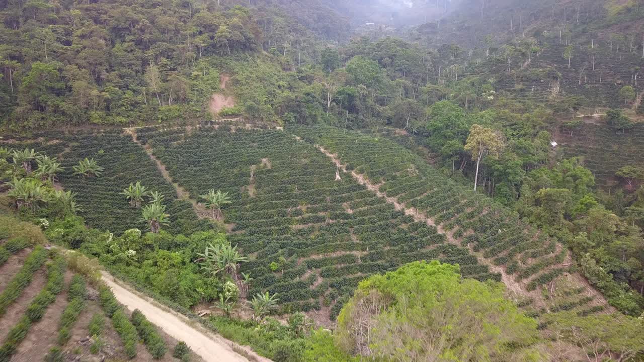 Coffee plantation in the Bolivian mountain jungle