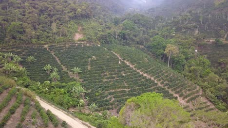 coffee plantation in the bolivian mountain jungle