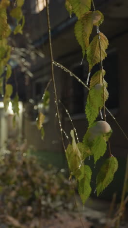 primer plano de hojas verdes cubiertas de helada con edificios residenciales en el fondo, la luz brillante de la ventana contrasta hermosamente con la fría atmósfera de invierno