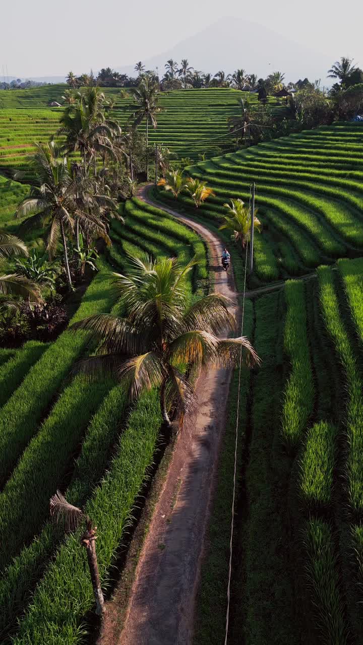 Vertical drone footage captures a sunny morning over Belimbing Rice Terrace in Bali as a scooter rides slowly through a winding rural road, surrounded by lush green rice fields and forest.
