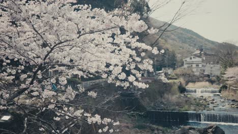 Scenic-Cherry-Blossom-Full-Blooming-At-Hakone-Park-In-Japan---Wide-Shot