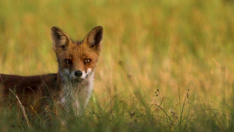 portrait shot of cute young red fox watching into camera standing in grass field at sunset