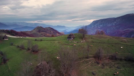 Aerial-view-of-cow-heard-grazing-on-top-of-a-green-hill-in-countryside-Dumesti,-Transylvania,-Romania