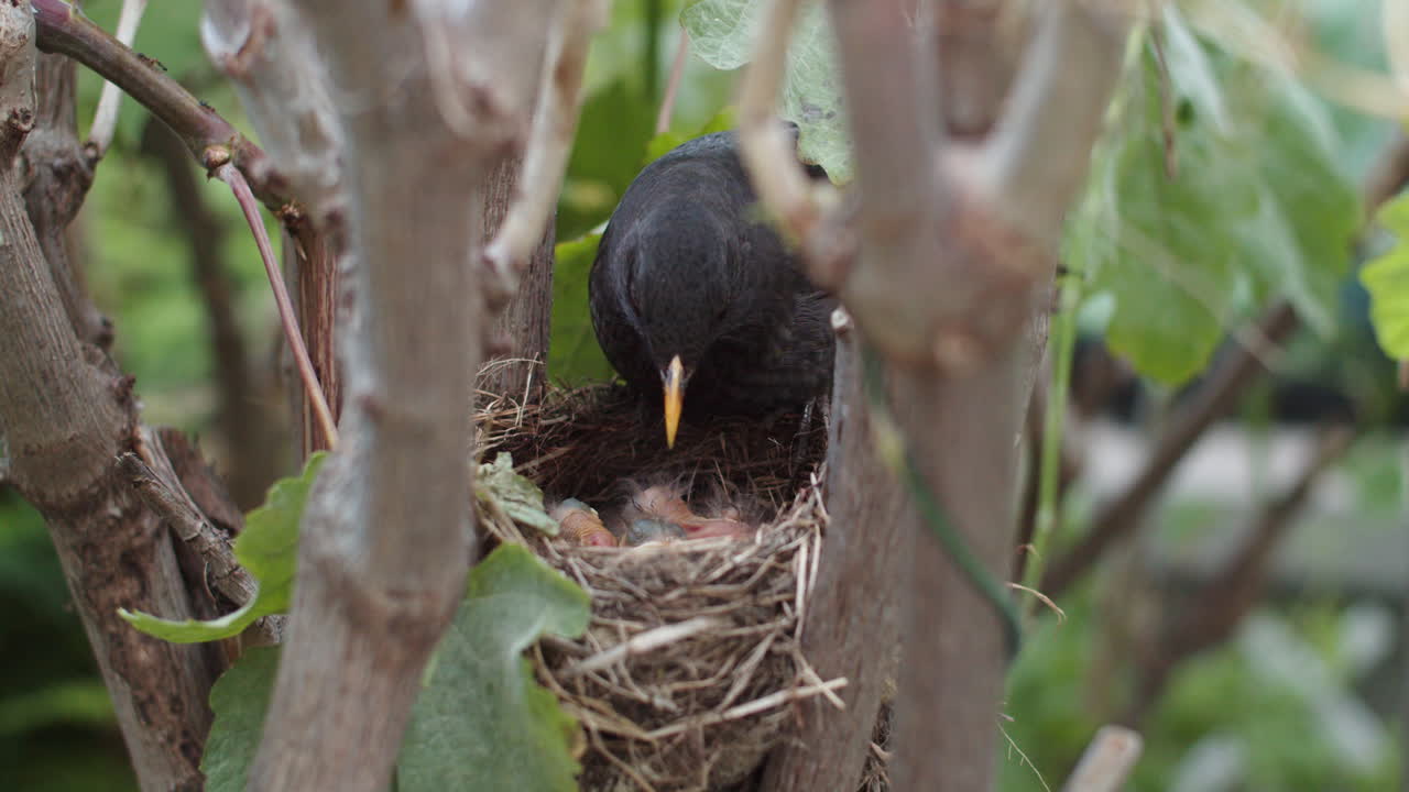 Nahaufnahme einer schützenden Amselmutter, die ihre Küken im Nest tagsüber bedeckt.
