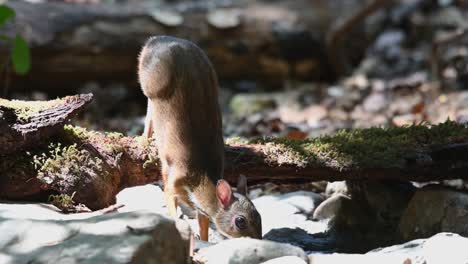 Lesser-Mouse-deer,-Tragulus-kanchil