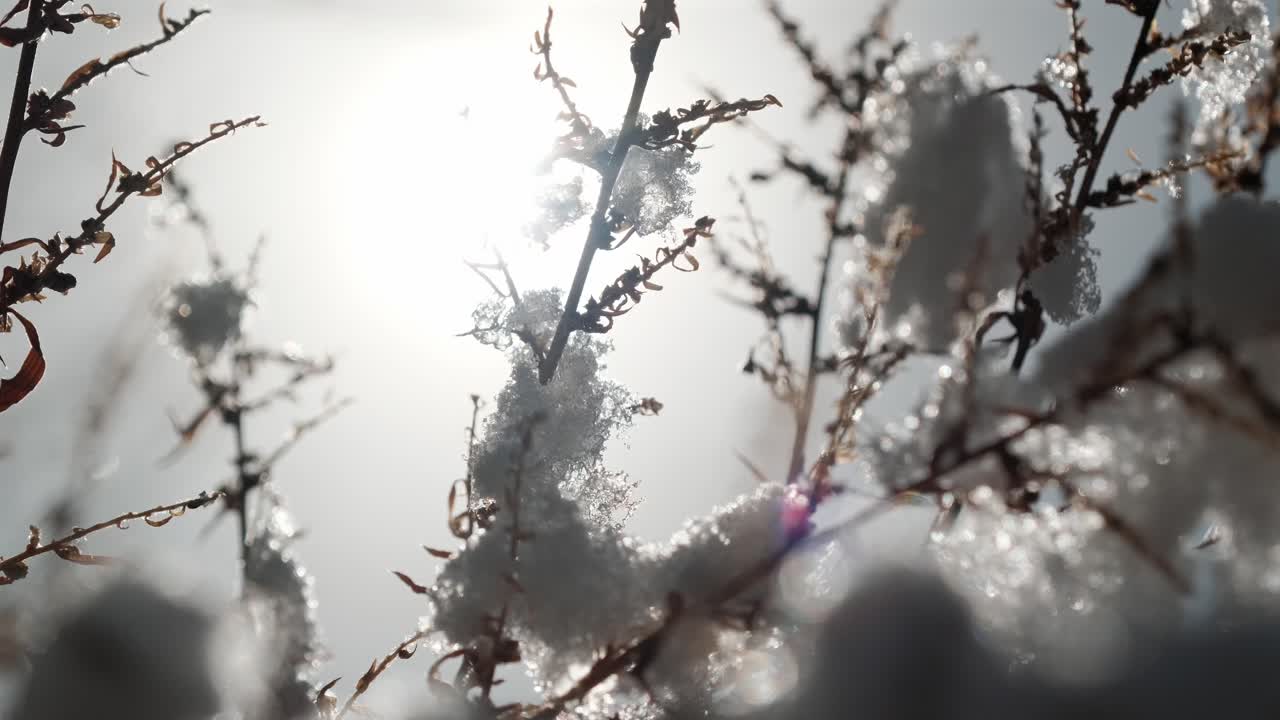In questa ripresa astratta al rallentatore ambientata in inverno, il sole illumina il ghiaccio che si scioglie su piante secche. Un piccolo pezzo di neve si stacca improvvisamente e cade sullo sfondo sfocato, evidenziando lo scioglimento.