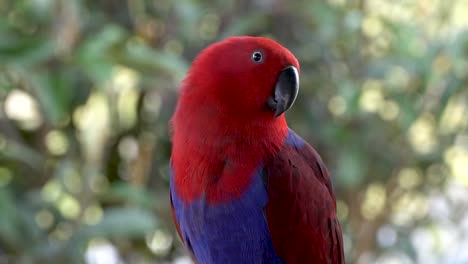 Neugieriger-Und-Aufmerksamer-Roter-Edelpapagei,-Der-Zuhört-Und-Sich-Umschaut