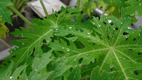 water droplets on papaya plant in the garden