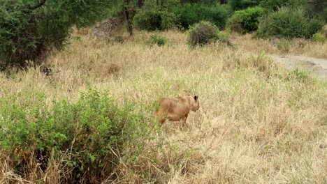 handheld shot of lioness walking away from 4x4 safari vehicle during trip