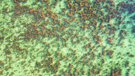 Beautiful-abstract-pattern-of-coral-reefs-growing-under-warm-clear-water-of-turquoise-lagoon-under-sunlight-of-tropic-in-Malaysia