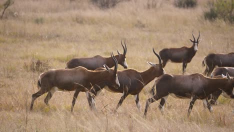 una manada de blesbok camina lentamente a través de las altas hierbas de la sabana de sudáfrica