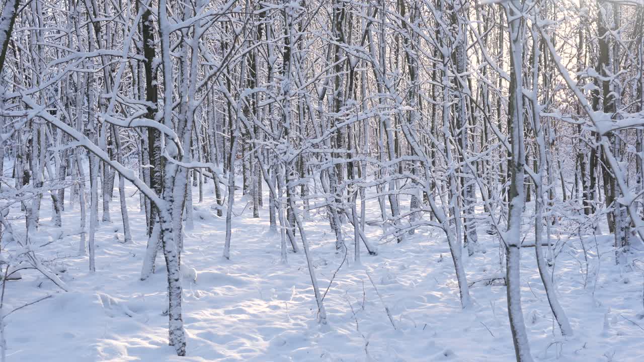 Snow covered forest with sun rays coming through. Fairytale winter scene