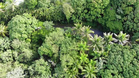 a car travels through the jungle on a paved road just visible from the sky through the thick canopy