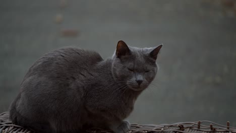 grey cat sitting on a bench on a roof, waiting for something