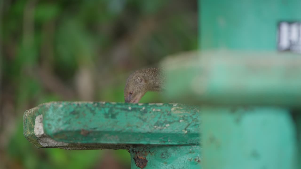 Curious mongoose sniff and bites on weathered concrete ledge staring out, blurred background