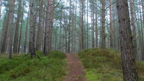 Bosque-De-Pinos-Silvestres-Con-Musgo-Verde-Y-Brezo-Bajo-Los-árboles,-Día-Nublado-Con-Niebla-Ligera,-Sendero-De-Senderismo-Vacío,-Bosque-Nórdico,-Costa-Del-Mar-Báltico,-Concepto-Místico,-Amplio-Tiro-De-Mano-Inclinado-Hacia-Arriba