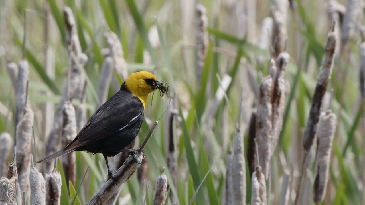 슬로 습지: 황색 머리 블랙버드 (yellow-headed blackbird) 가 습지 리 (marsh cattail) 에 앉아 있다.