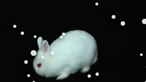 animation of white spots over rabbit on black background