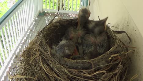 three adorable week old baby robins rest with heads on edge of nest