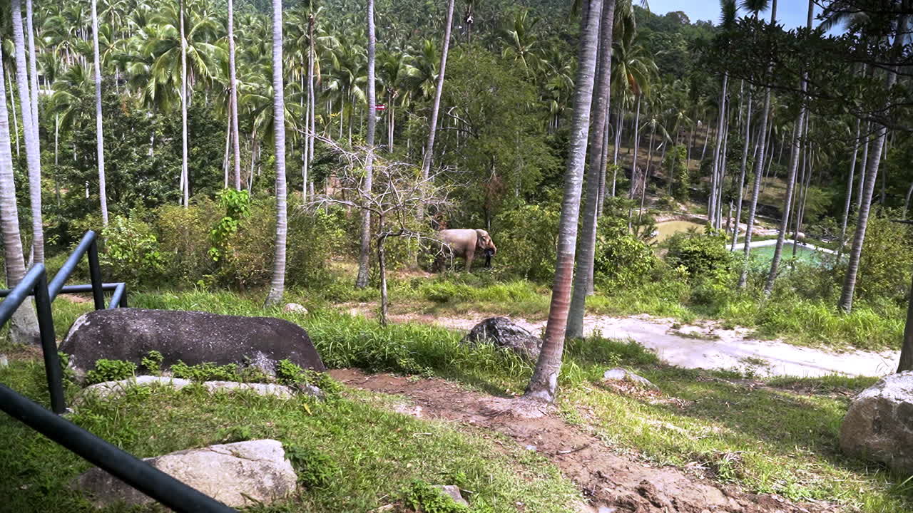 코끼리 보호 구역 에서 아시아 코끼리 를 돌보는 동물 관리자