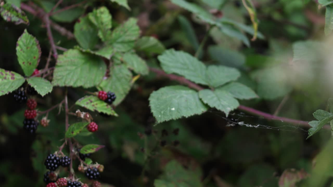 Close-up of woman's hands picking forest blackberries on a warm summer day