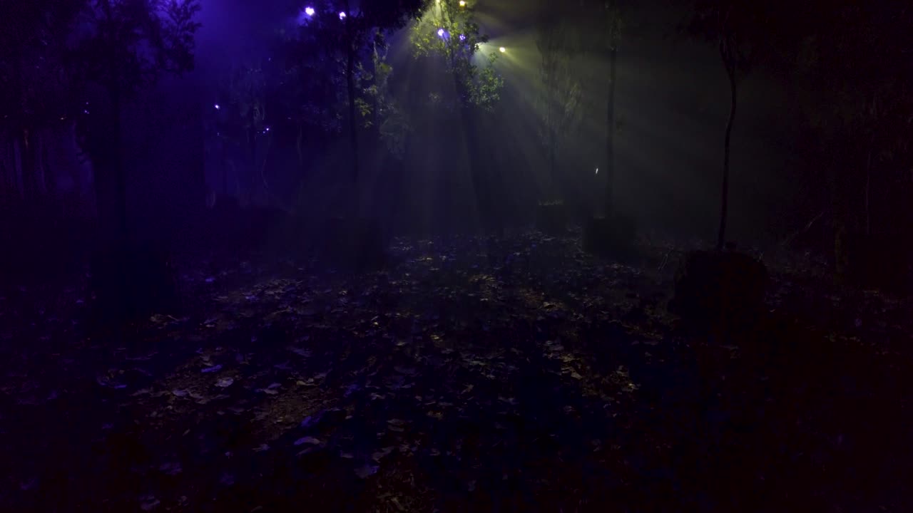 Tilt up shot inside a set of a fake forest scene with a mysterious serene look in the light and the atmosphere