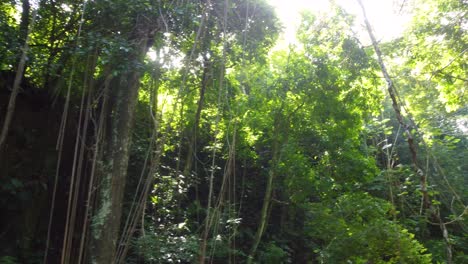 Dschungelvegetation,-Bäume-Und-Natur-Regenwald-Minca,-Kolumbien-Südamerika