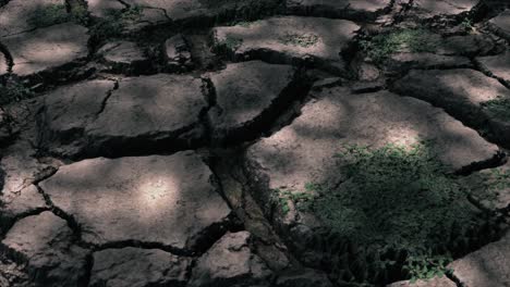 cracked earth with plants