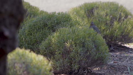 California-Quail-female-perched-in-bush-Slow-Motion