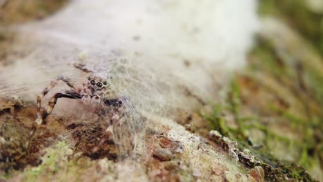 brown salticidae jumping spider waiting inside nest on tree branch