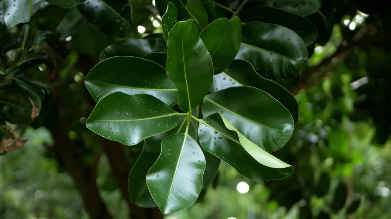 hojas verdes con lluvia en el fondo, poca luz, imagen verde