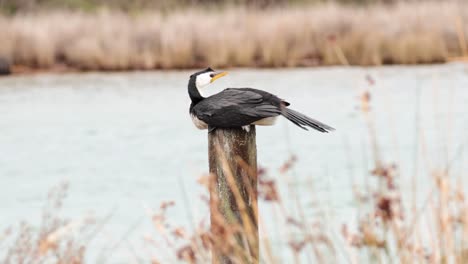 a cormorant perched on a wooden post