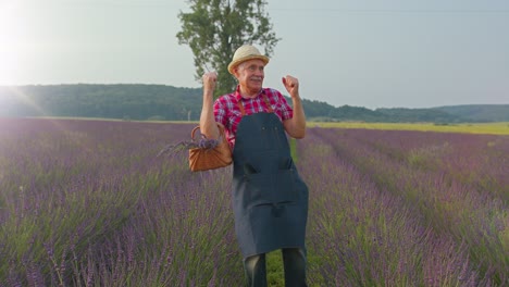 Senior-grandfather-farmer-gathering-lavender-flowers-on-field,-dancing,-celebrating-success-win